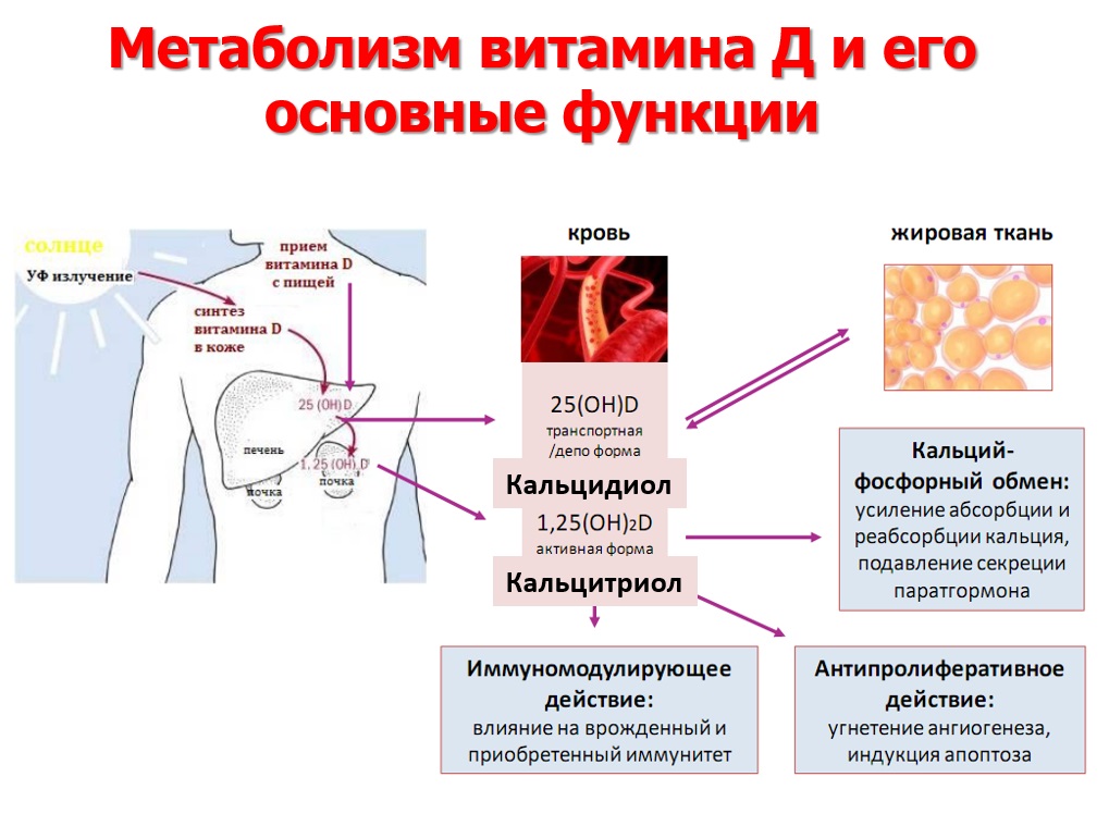 Функции витамина D