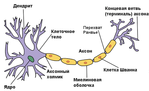 Нервные клетки, строение