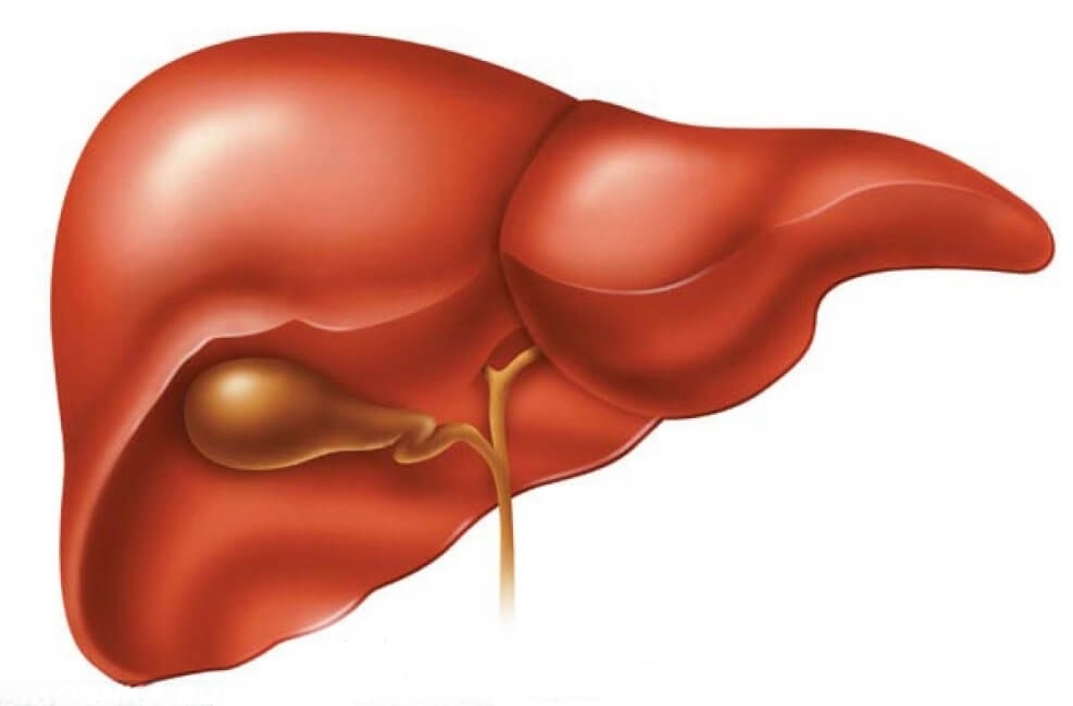 печень человека