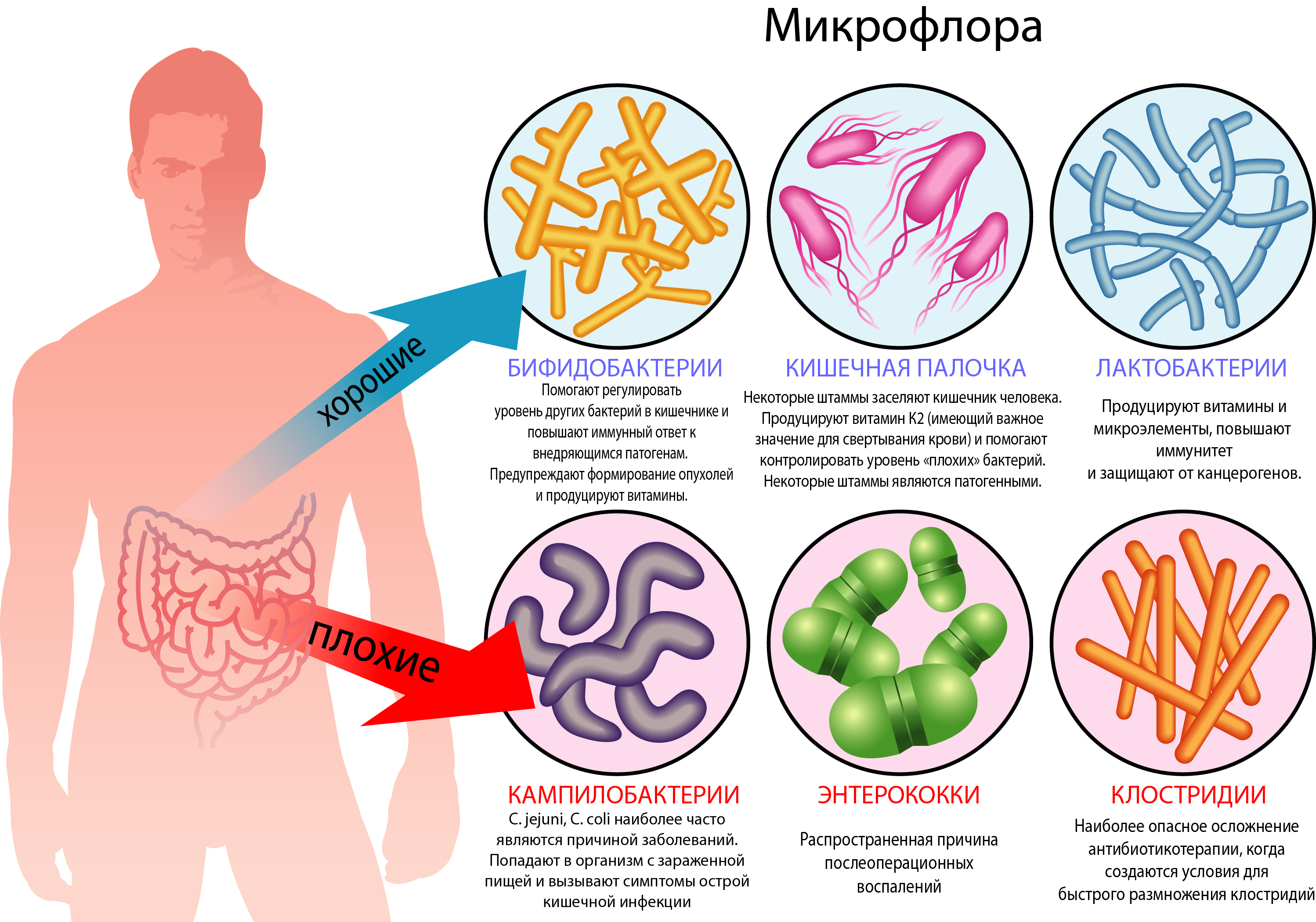 Как микрофлора влияет на иммунитет?