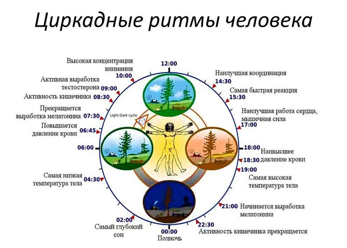 циркадные ритмы