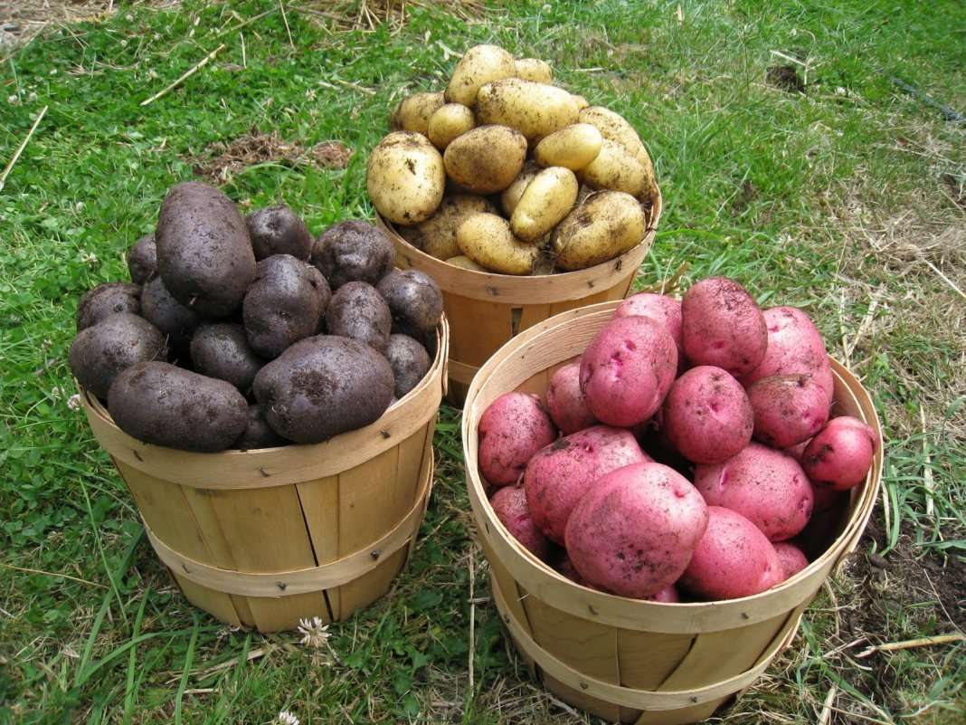 Какой картофель есть? 