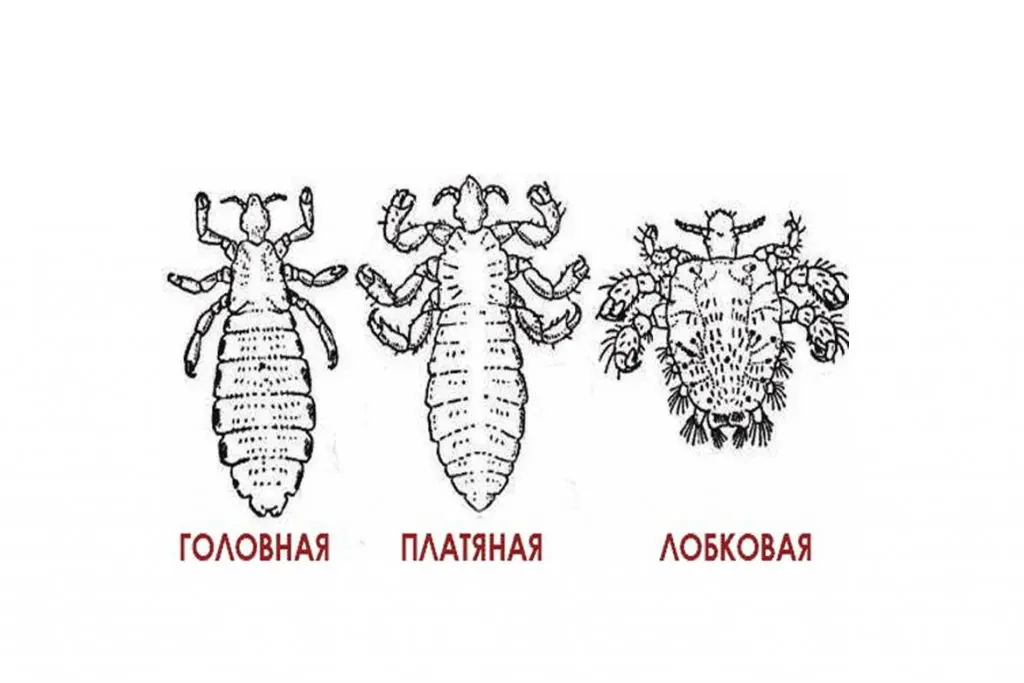виды вшей