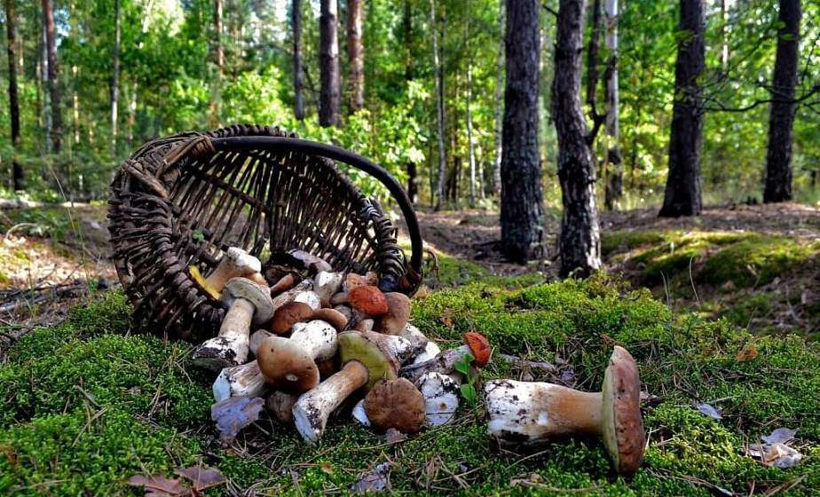 в лес за грибами