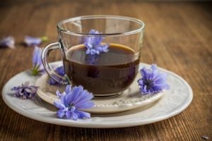 «Кофе», растущий под ногами: польза, вред и влияние на организм цикория (+аудио)