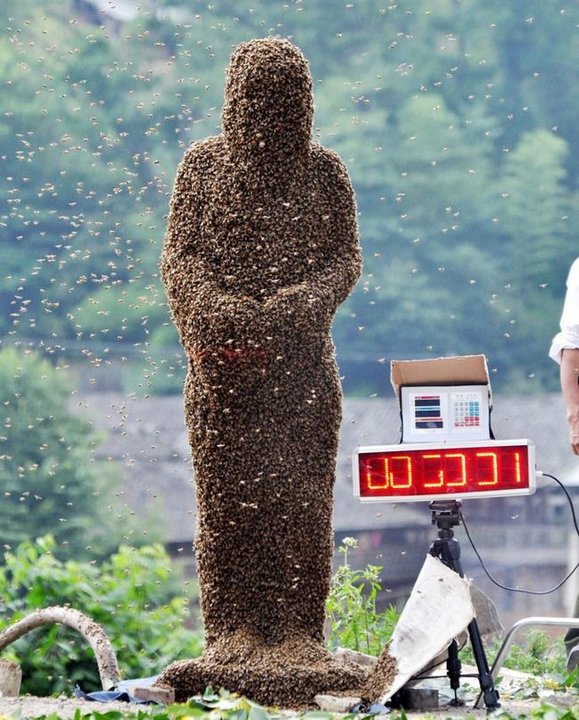 «Пчелиное состязание». Вероятность увечья – 100 %