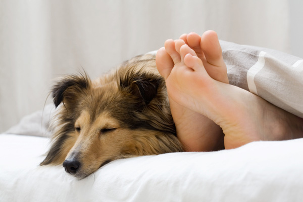 Питомец в кровати - инфекции домашних животных