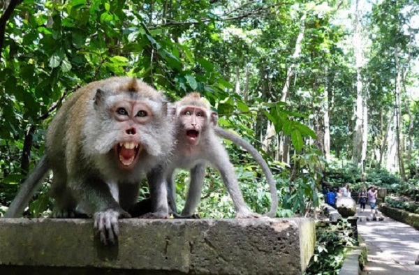 Агрессивные обезьяны. 