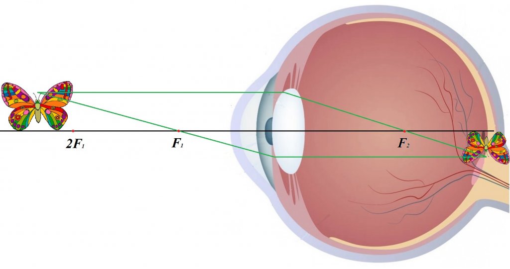 оптическая система глаза