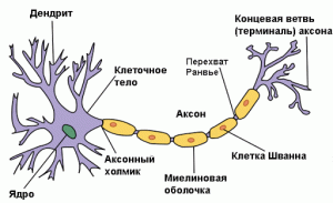 Нервные клетки, строение
