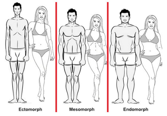 Типы телосложения: Эктоморф, мезоморф, эндоморф