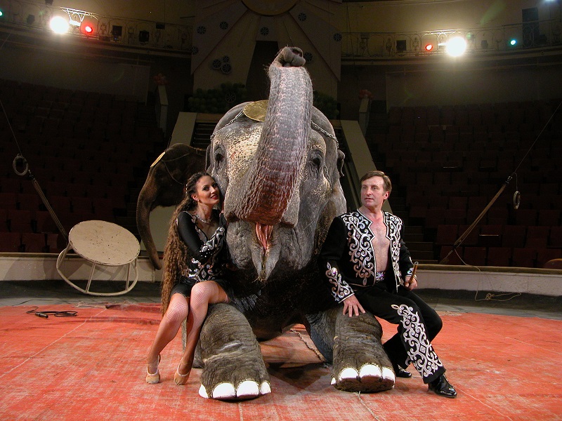 Дресировщики со слоном в цирке