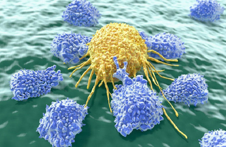 лимфоциты атакую раковые клетки