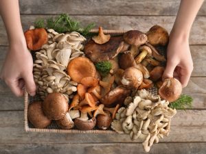 Зачем грибнику лукошко или как не отравиться съедобными грибами
