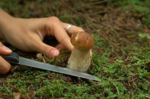  собирать грибы