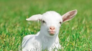 Молочко козы - состав и свойства 