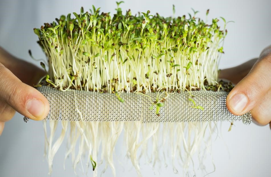 Домашняя микрозелень. Как вырастить микрозелень дома?