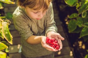 ребенок собирает ягоды