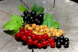 из смородины