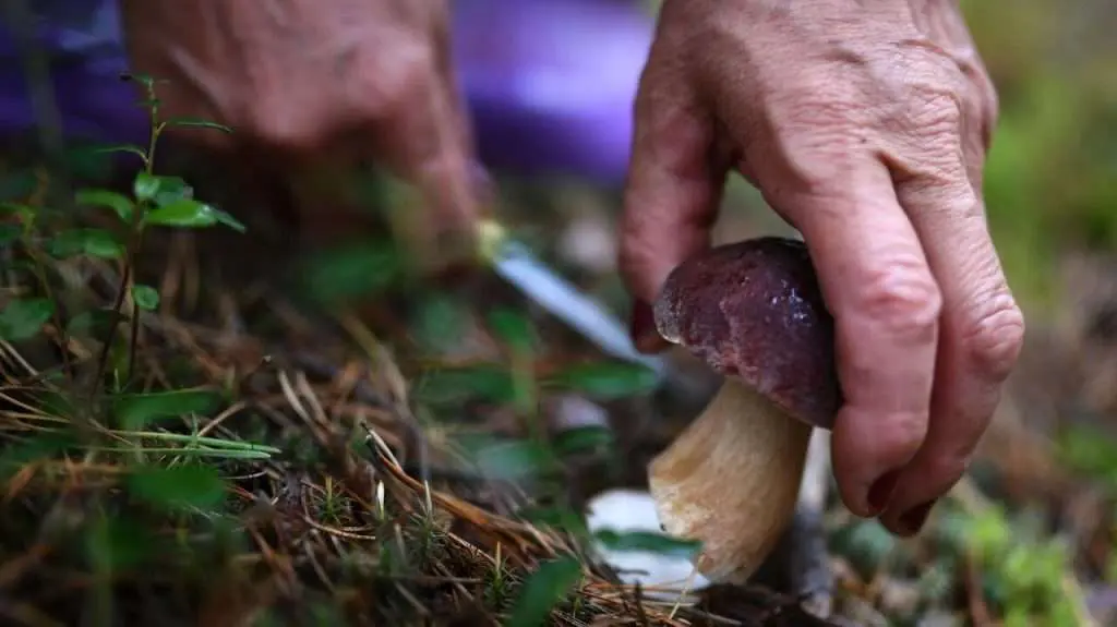Первая медицинская помощь при отравлении грибами