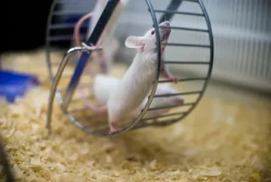 Мышь в колесе