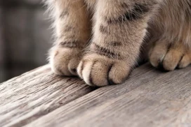 кошачьи лапки