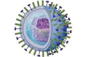 Вирусы гриппа