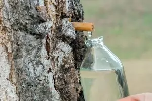 Когда можно собирать березовый сок
