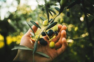 Факты об оливковом масле