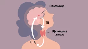 оценить функцию щитовидной железы