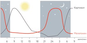 Кортизол и мелатонин