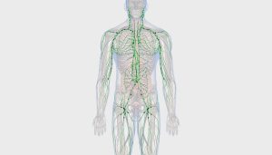 лимфатическая система 